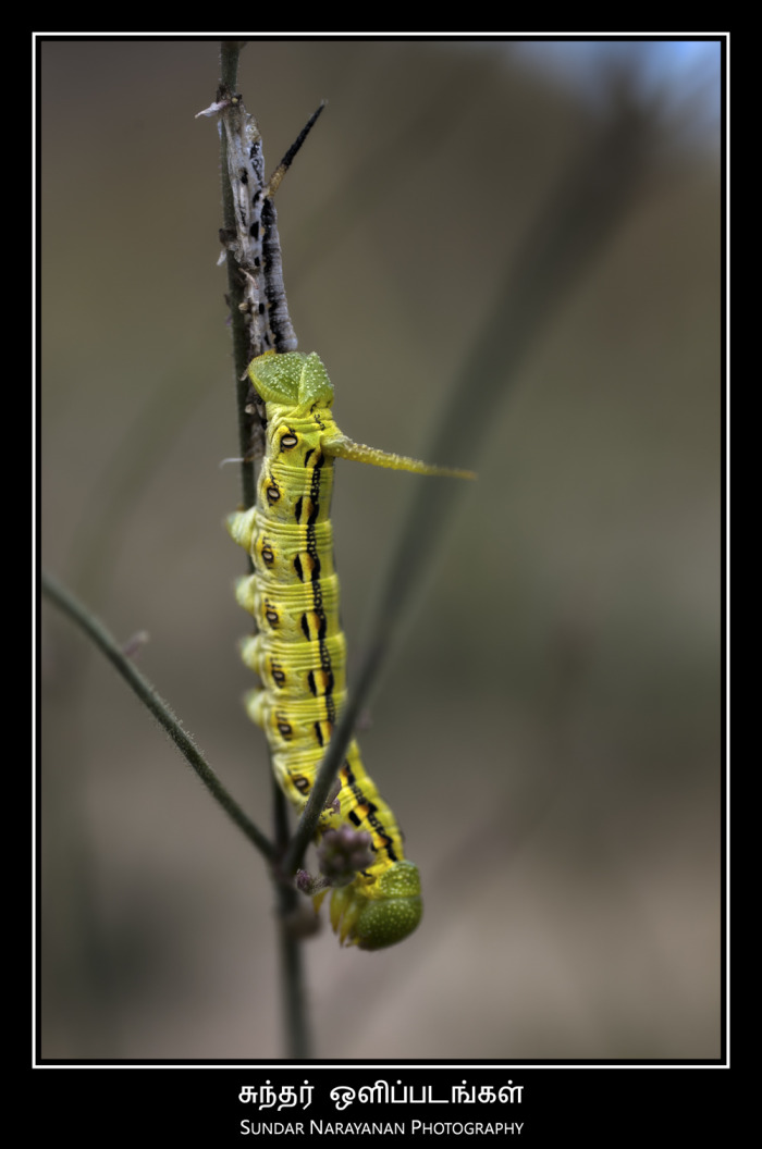 caterpillar_hdr.jpg