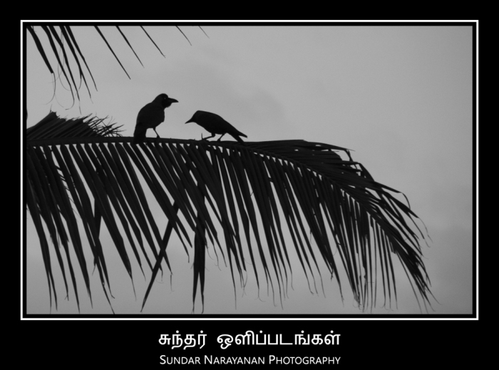 crows.jpg