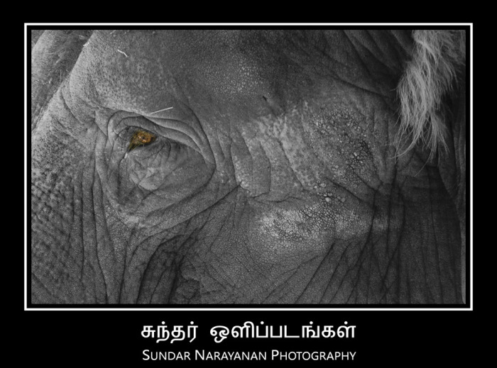 elephant_eye.jpg