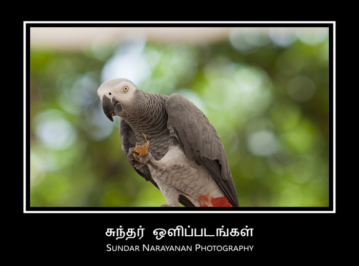 gray_parrot.jpg