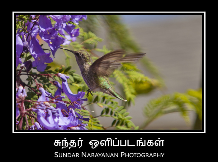 hummingbird_home2.jpg