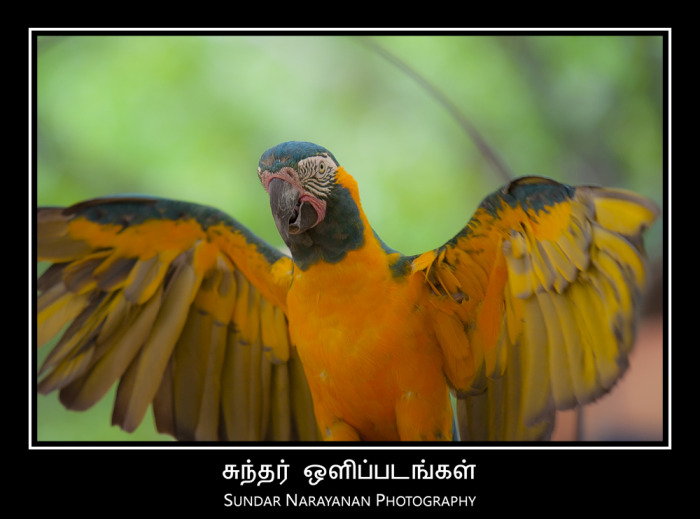 macaw1.jpg