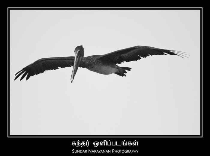 pelican_flight.jpg