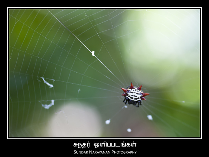red_black_spider.jpg