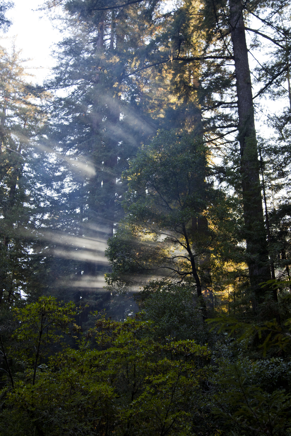 redwoods2_bigbasin.jpg