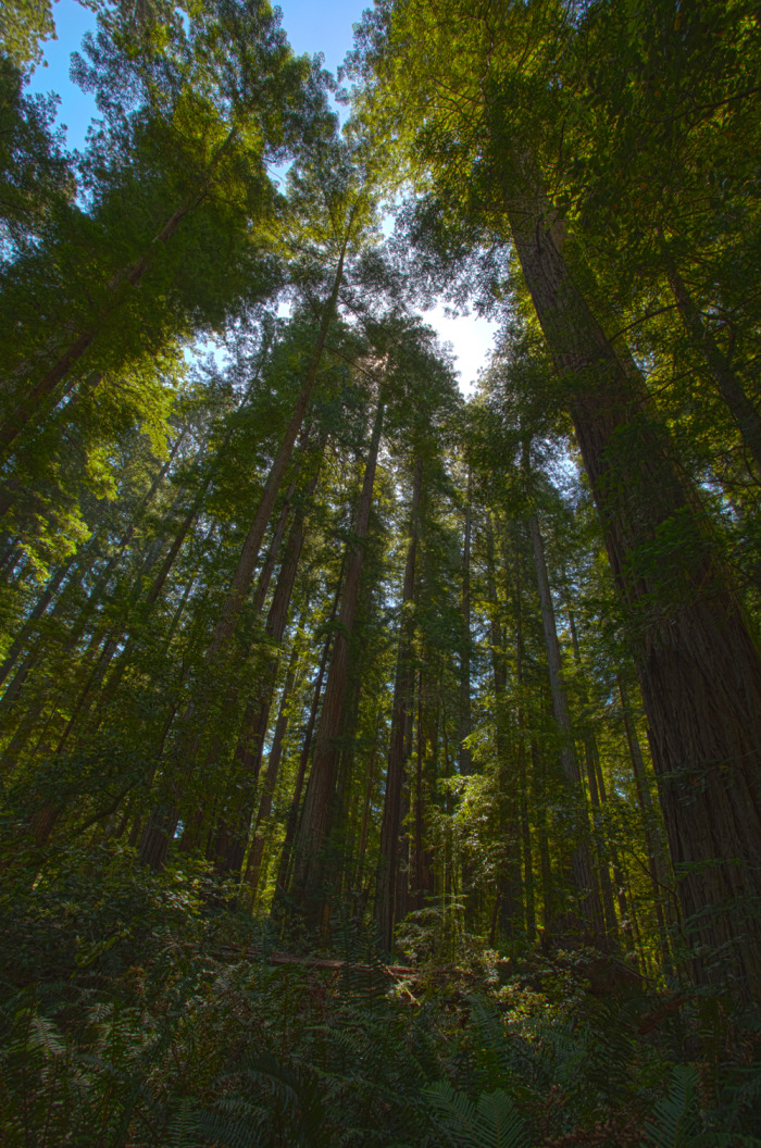 redwoods3_hdr.jpg