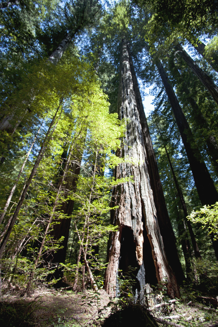 redwoods4_hdr.jpg