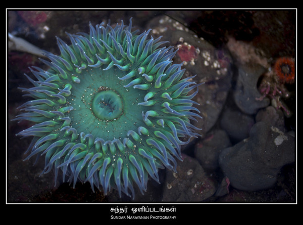 sea_anemone.jpg